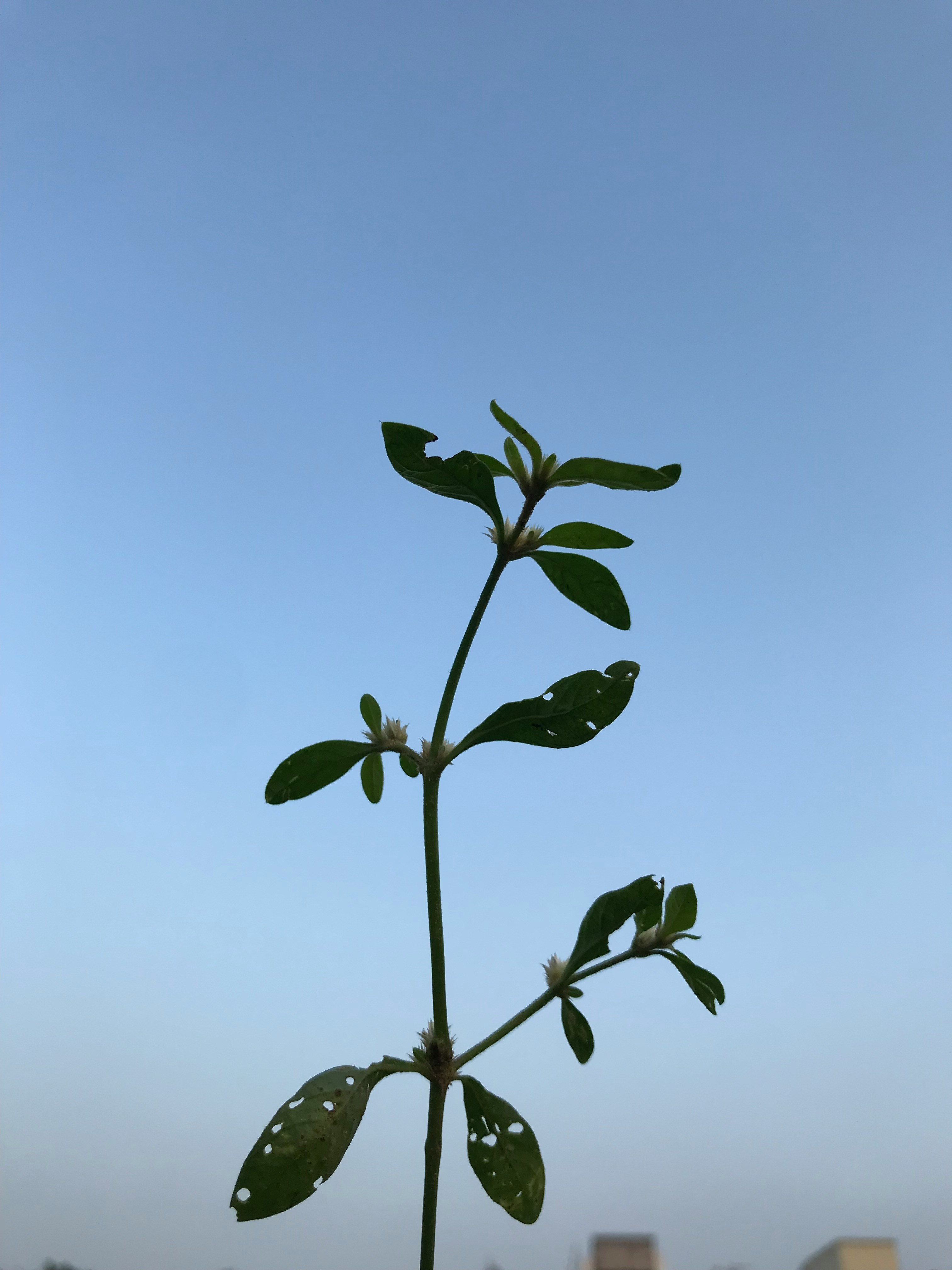 Growth